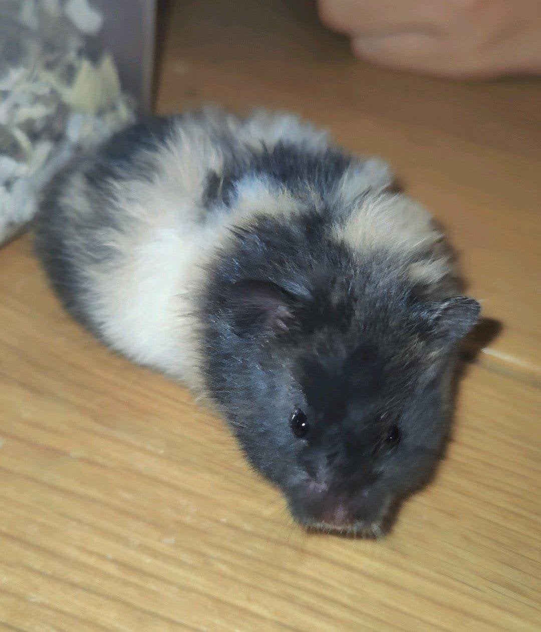 Lief zwart driekleur baby hamster vrouw., Hamster, Augustus, Vrouwelijk, Tam
