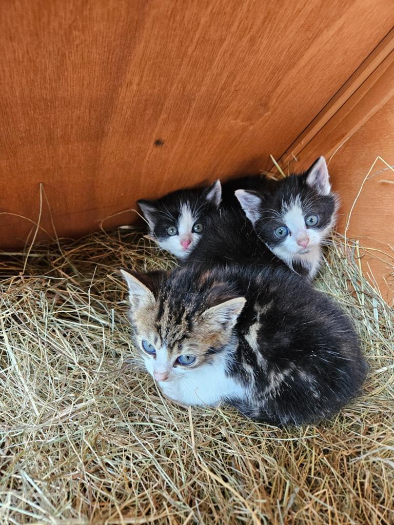 Te koop Boerderij kittens, Dieren en Toebehoren, Katten en Kittens | Overige Katten, Meerdere dieren