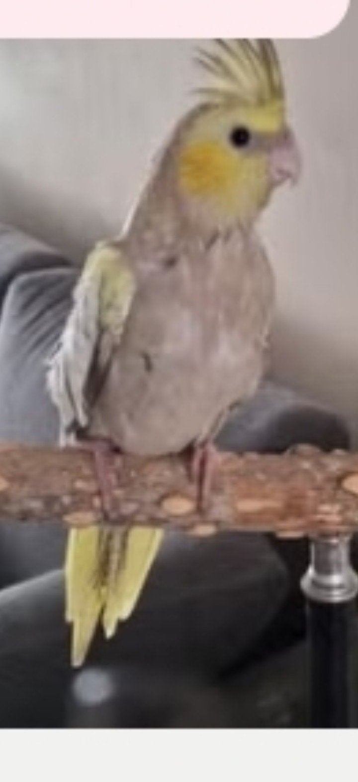 mooi vogel te koop hij is 9 weken hij kan op je hand komen z, Mannelijk, Parkiet, Tam
