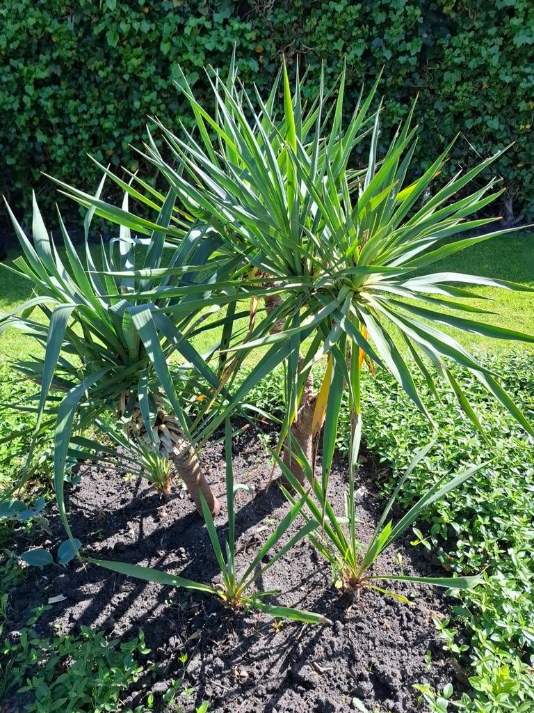 Yucca plant - zelf uitgraven, Volle zon, Vaste plant, Zomer, Ophalen