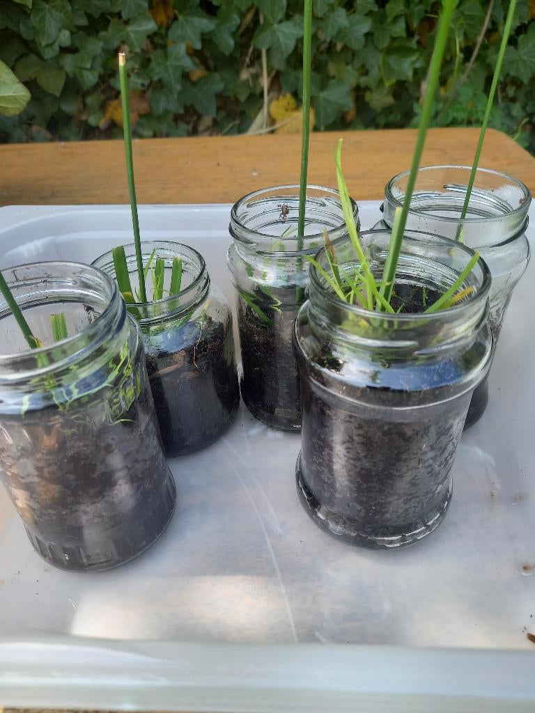 parapluplant (Cyperus altenifolius), Ophalen, Halfschaduw, Minder dan 100 cm