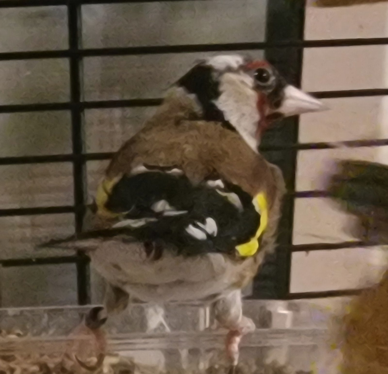 Putter Parva Pop, Vrouwelijk, Wildzangvogel
