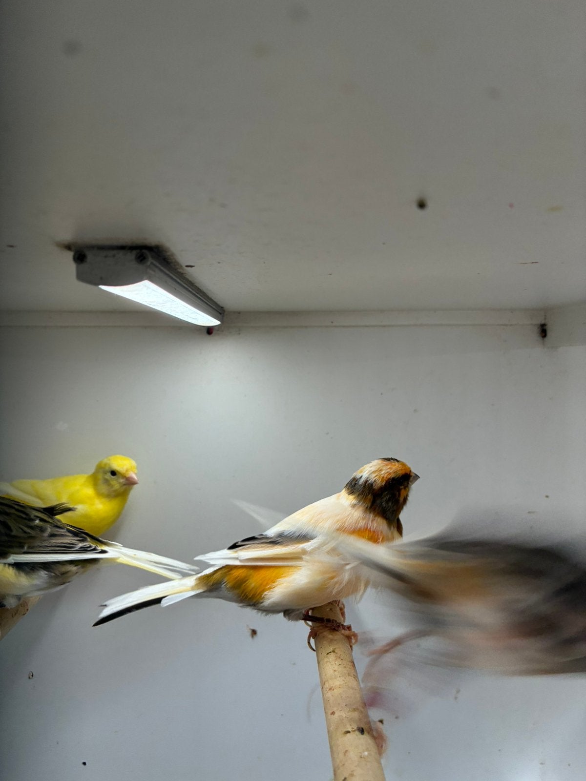20 kanaries, Dieren en Toebehoren, Vogels | Kanaries, Meerdere dieren, Kleurkanarie