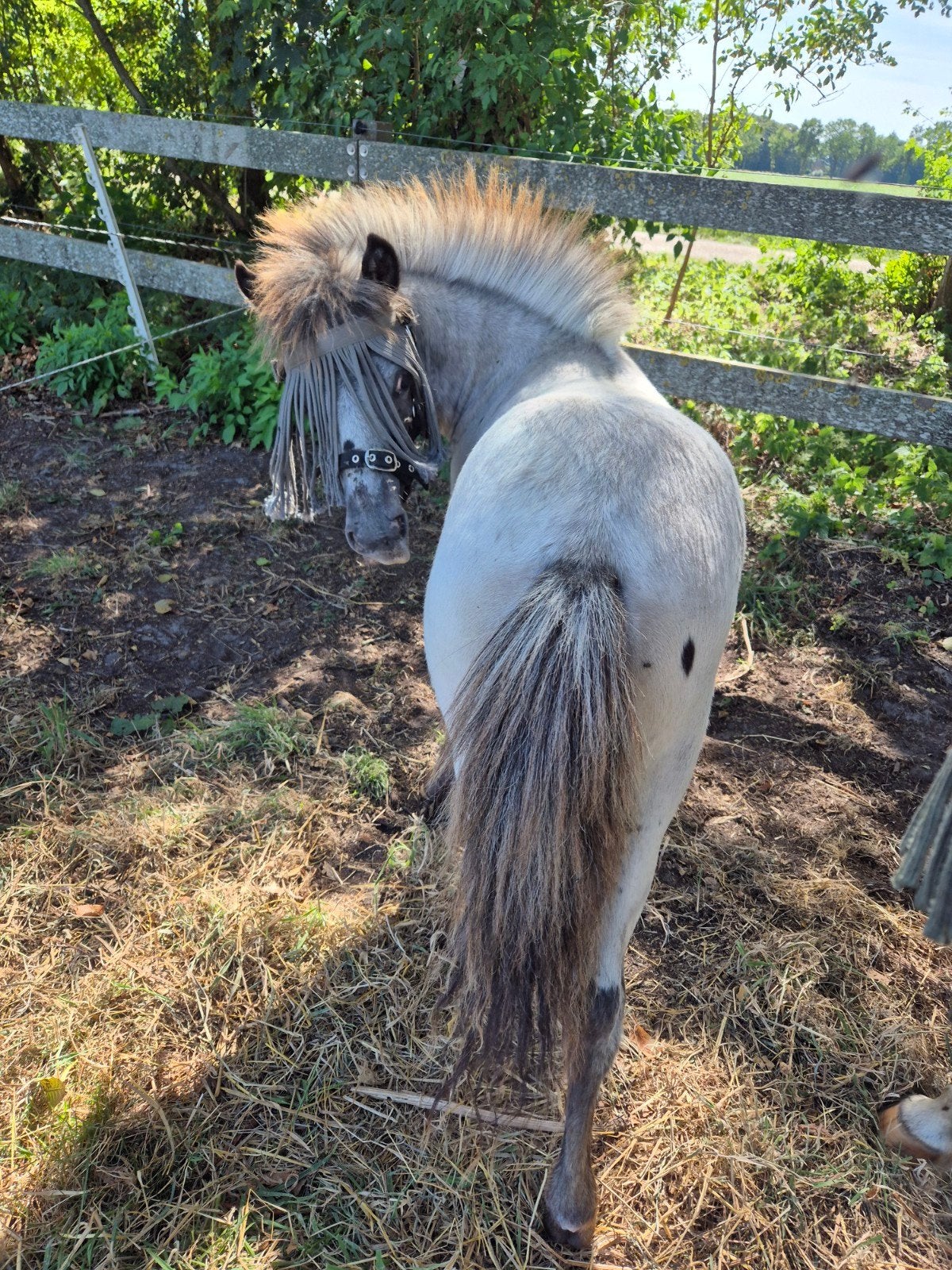 Zwart fewspot appaloosa merrieveulen met vol papier, Merrie