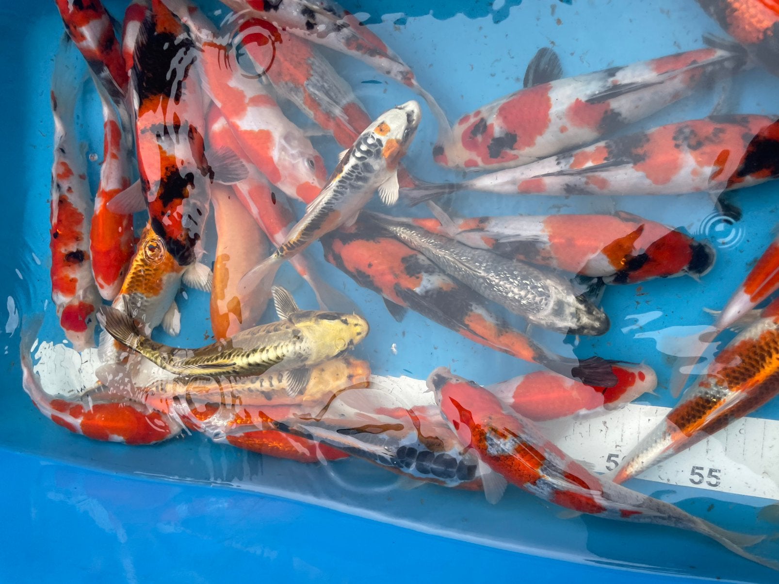 japanse koi van 20-25 cm, Dieren en Toebehoren, Vissen | Vijvervissen, Karper of Koi