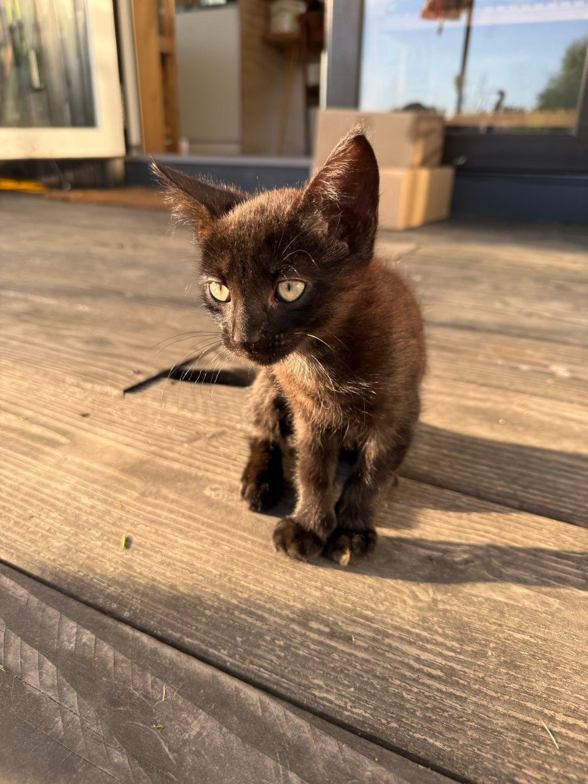 Gratis Mannelijke Kitten Ophalen, Kater