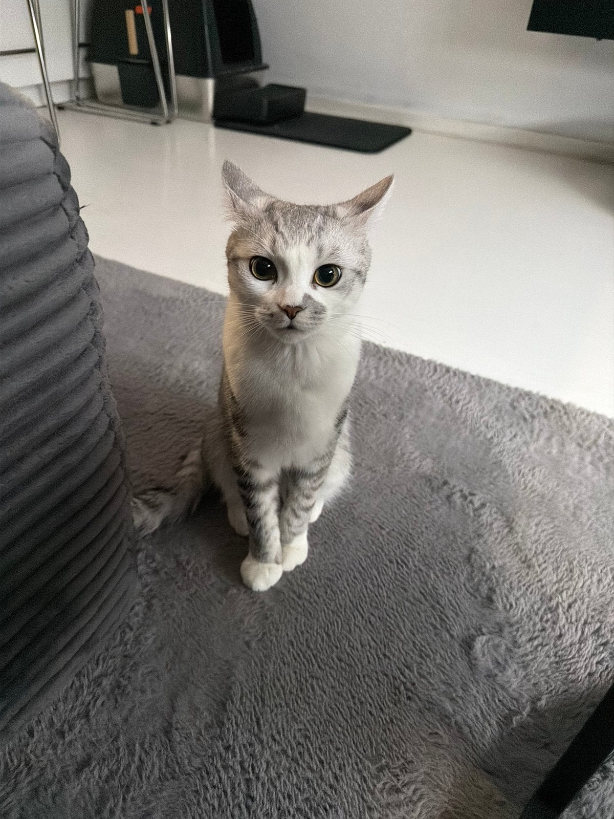 Twee lieve & aanhankelijke kittens zoeken een warm thuis, Dieren en Toebehoren, Kater, Ontwormd, 0 tot 2 jaar