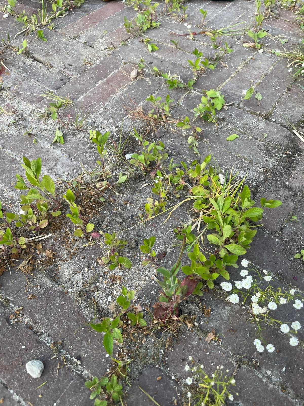 Verbena bonariensis, Ophalen, Overige soorten, Minder dan 100 cm