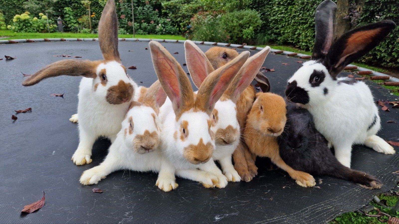 Lotharinger groot konijnen raszuiver, Dieren en Toebehoren, Konijnen