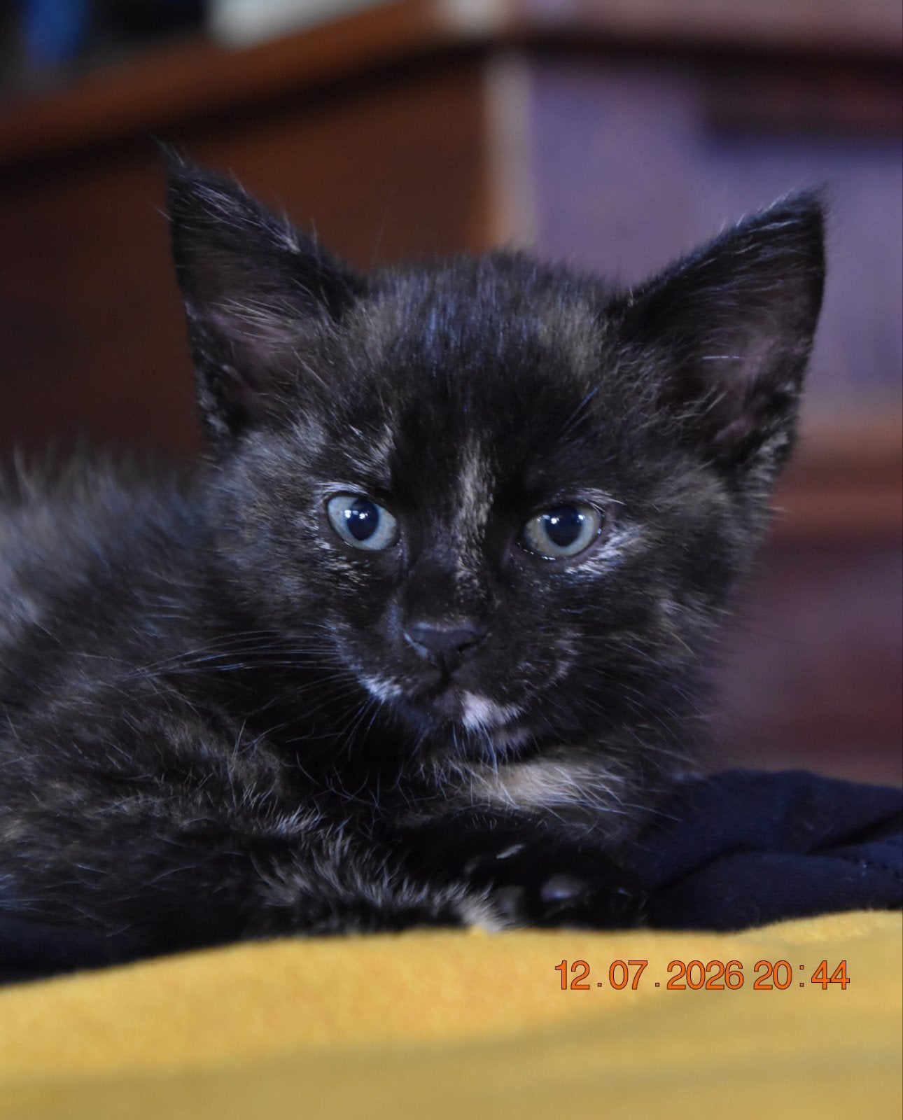 Kittens, poes, schildpadpoes, Dieren en Toebehoren, Poes, Kortharig, 0 tot 2 jaar