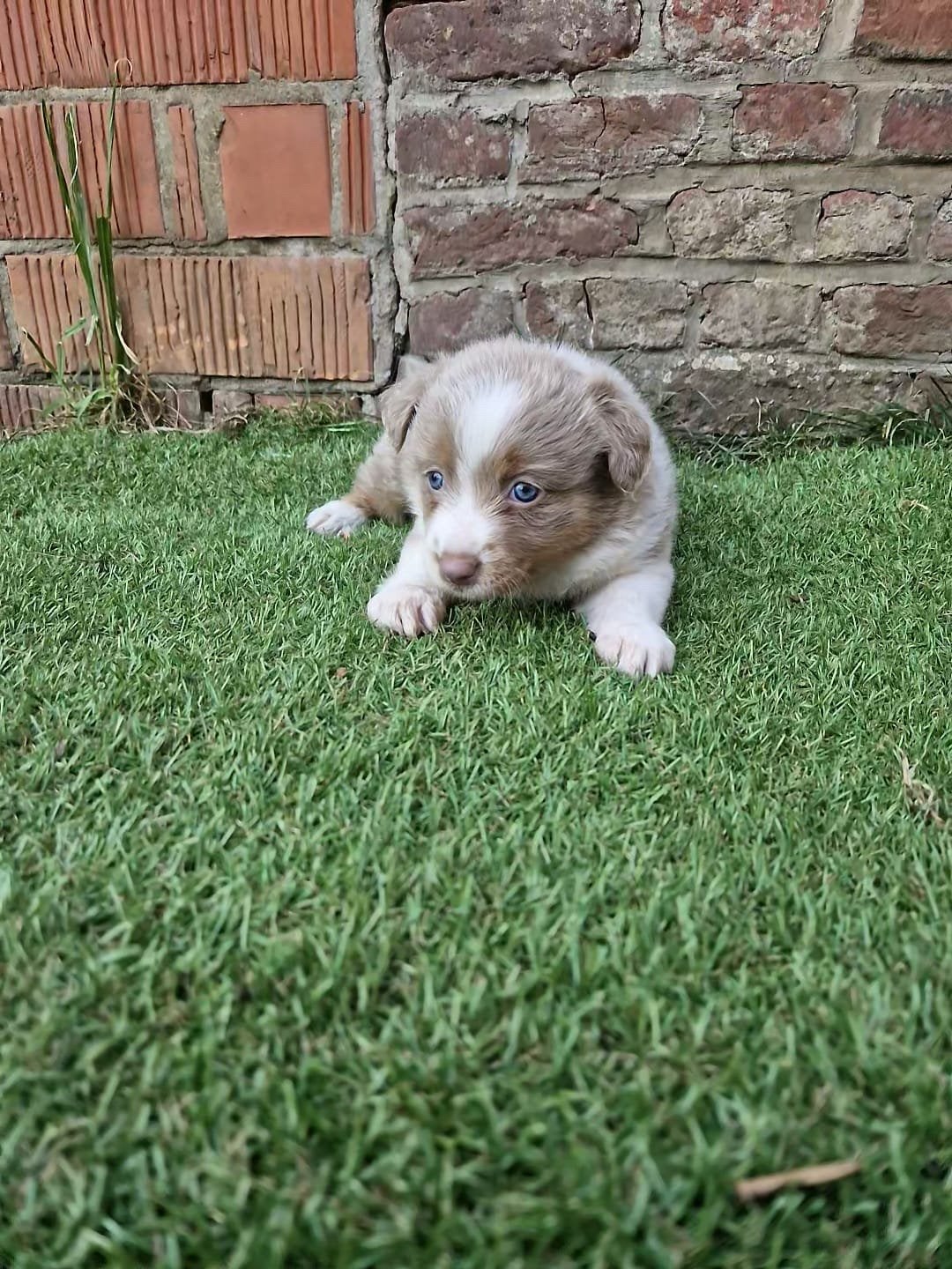 Knappe lilac border collies, Dieren en Toebehoren, Parvo, België, Particulier, 8 tot 15 weken
