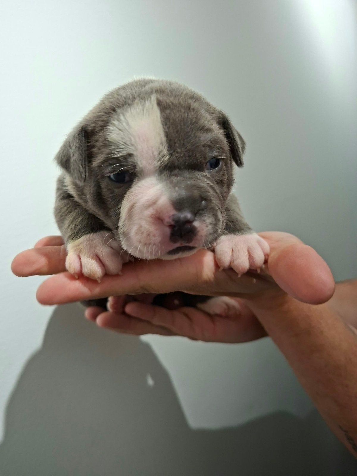 Amerikaanse Bulldog pups - Type Bully, Dieren en Toebehoren, Reu, 8 tot 15 weken, Bulldog, Meerdere
