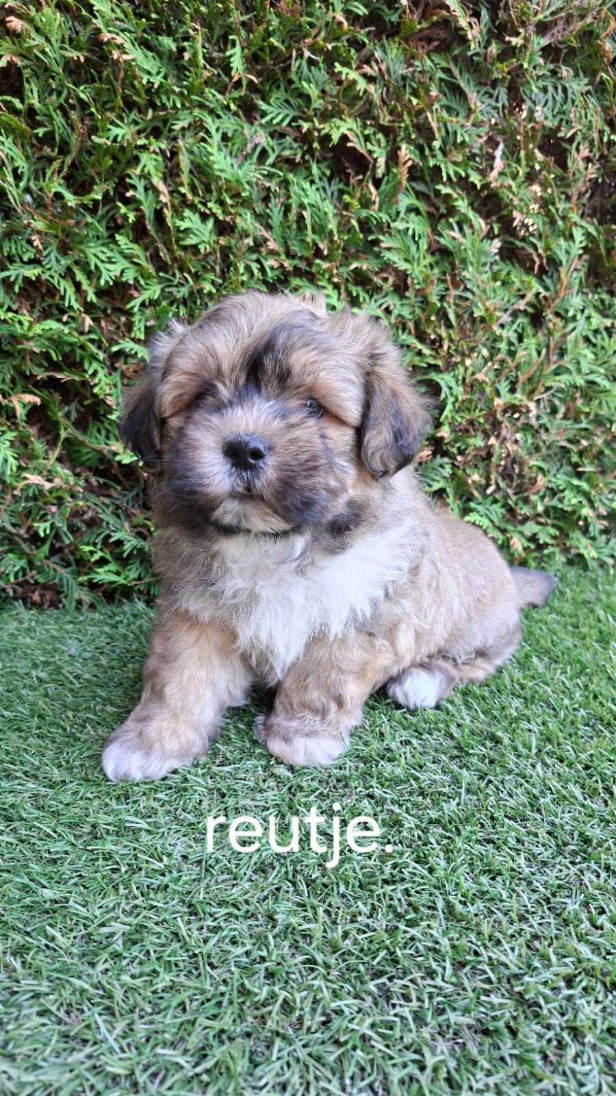 Zeer mooie speelse boomer pups., Overige rassen, CDV (hondenziekte), 8 tot 15 weken, Meerdere