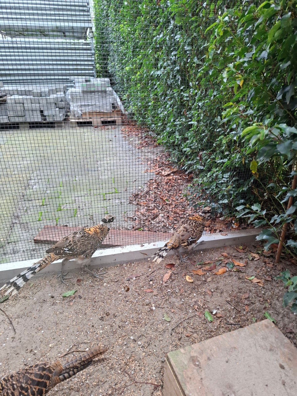 konings fazanten, Meerdere dieren