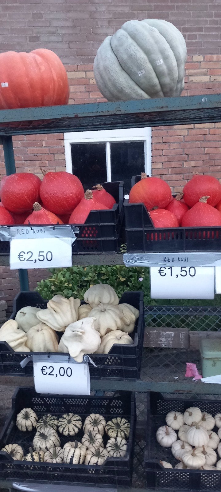 red curry  pompoen, Tuin en Terras, Ophalen, Overige soorten, Volle zon