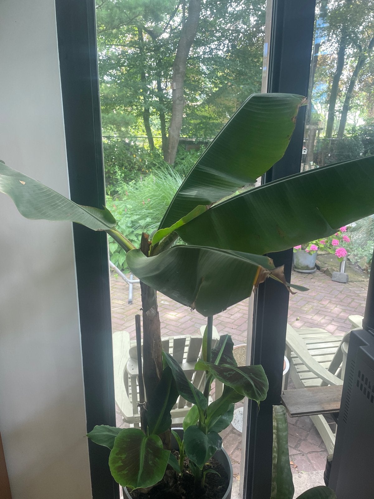 Bananenplanten stekken (Musa), Ophalen, Overige soorten, In pot, Minder dan 100 cm