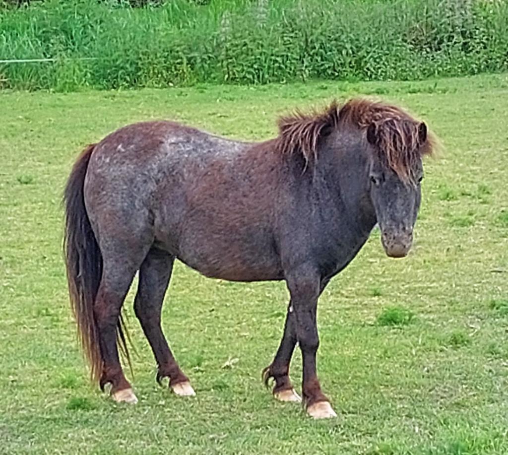Appaloosa merrie, Dieren en Toebehoren, Pony's, Merrie, A pony (tot 1.17m), Gechipt, 0 tot 2 jaar