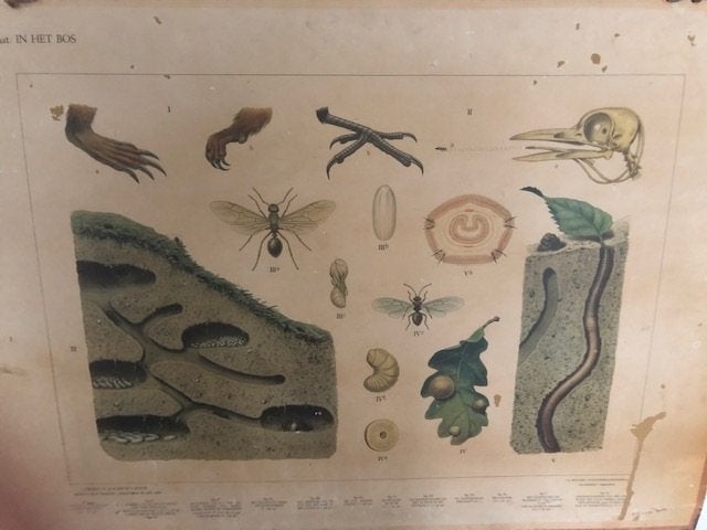 schoolplaten, Antiek en Kunst, Antiek | Schoolplaten, Ophalen of Verzenden, Natuur en Biologie