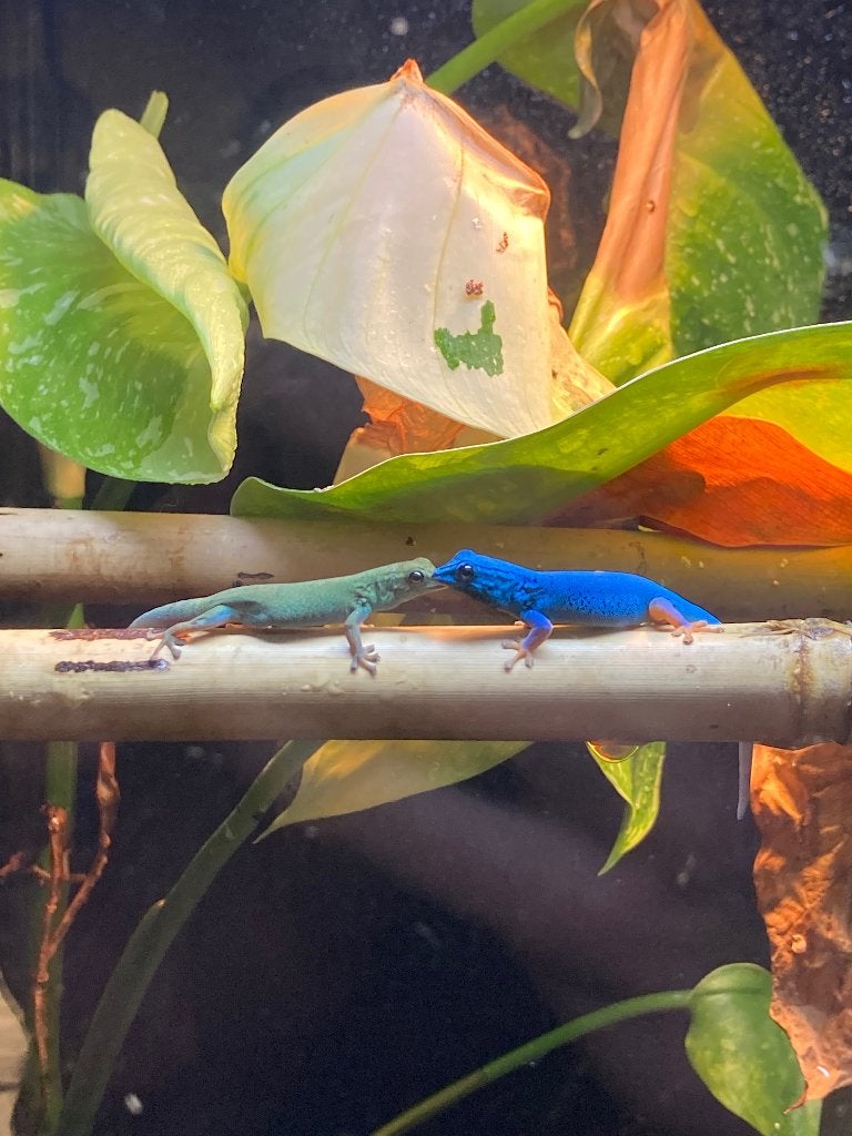 Lygodactylus williamsi, Hagedis, 0 tot 2 jaar