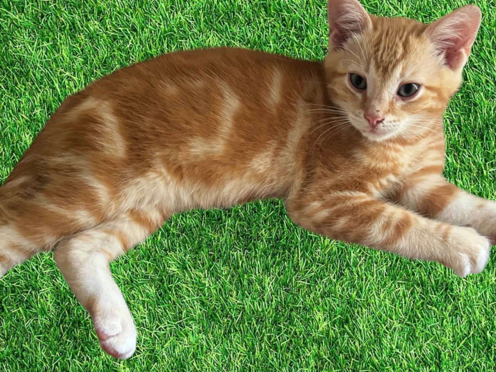 Lieve toyger kruising kittens, Kater, Ontwormd, 0 tot 2 jaar