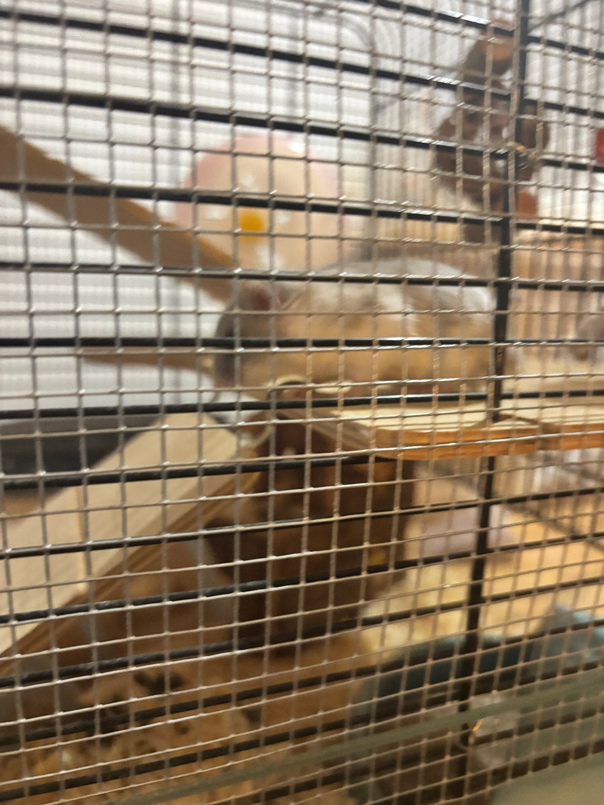 Chinese dwerghamster + kooi, Dieren en Toebehoren, Knaagdieren, Hamster, December, Vrouwelijk, Tam