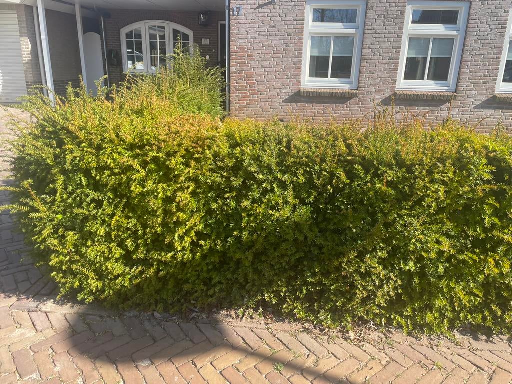 taxus haag ongeveer 10 meter, Ophalen of Verzenden, Taxus
