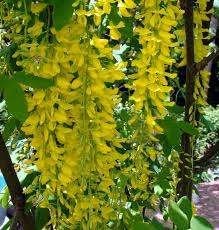 Mooie Gouden Regen bomen (Laburnum watereri 'Vossii'), Lente, 100 tot 250 cm, Volle zon, In pot