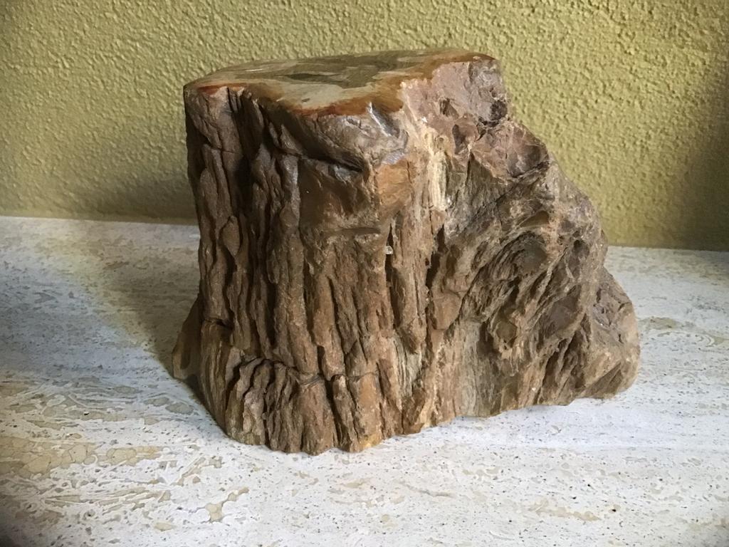 Versteend hout, Ophalen of Verzenden
