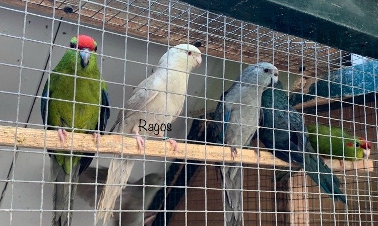 Kakariki, Dieren en Toebehoren, Vogels | Parkieten en Papegaaien, Meerdere dieren, Parkiet, Geringd