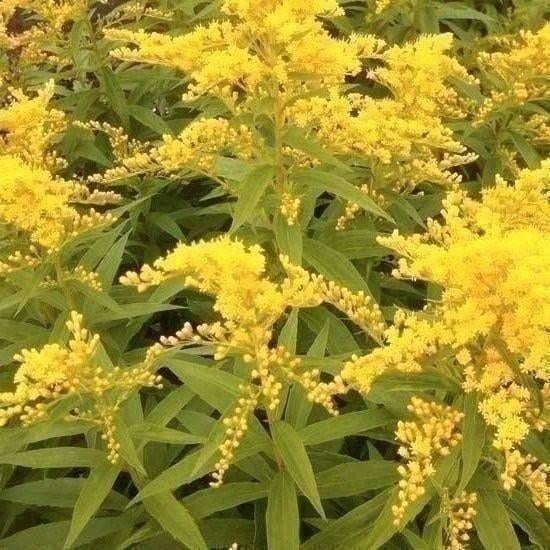 Guldenroede solidago geel vaste plant, Overige soorten, Volle zon, Vaste plant, Ophalen of Verzenden