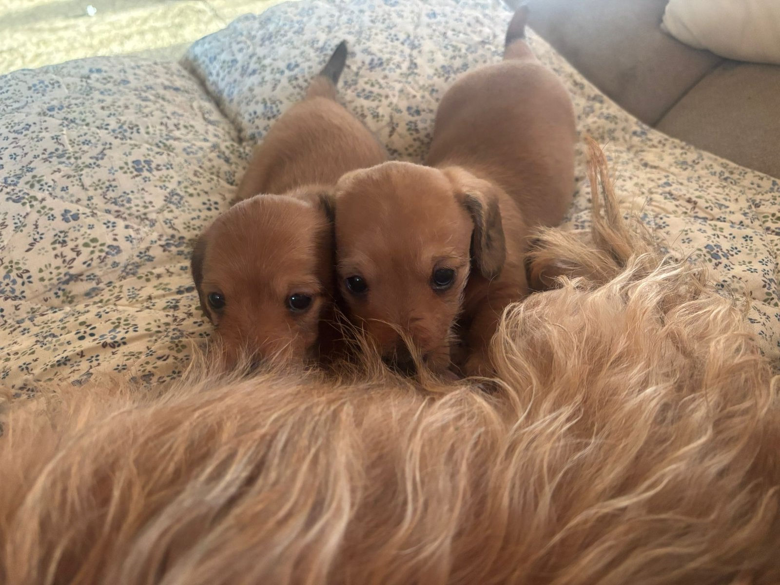 Prachtige, blonde kaninchen teckel puppy’s langhaar x ruw, Dieren en Toebehoren, Kaninchen, Reu, 8 tot 15 weken, Parvo