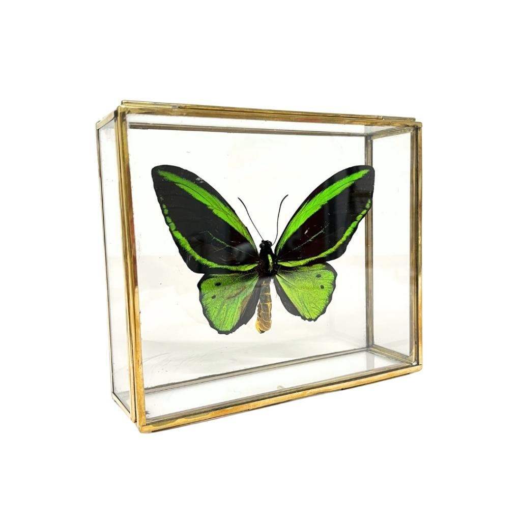 Te koop: Vlinders in glazen kistje!, Verzamelen, Dierenverzamelingen, Ophalen of Verzenden, Nieuw, Insect, Opgezet dier