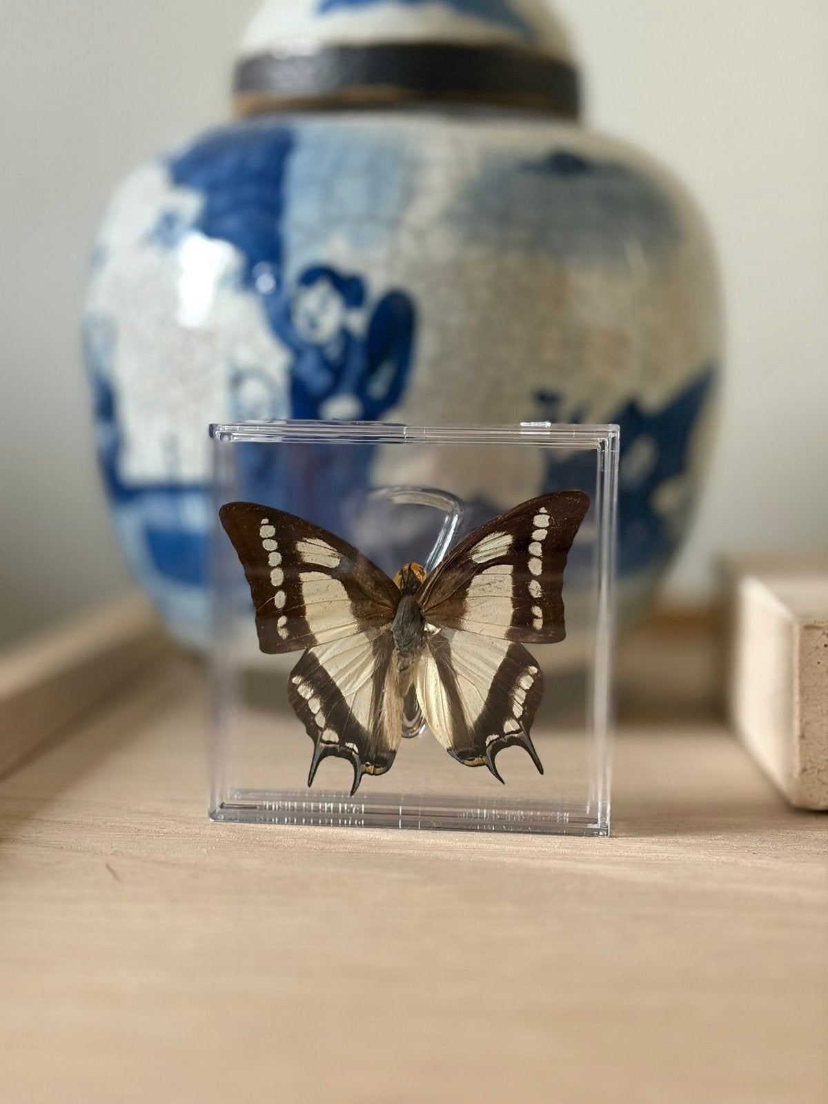 Opgezette vlinder in display, Ophalen of Verzenden, Nieuw, Insect, Opgezet dier