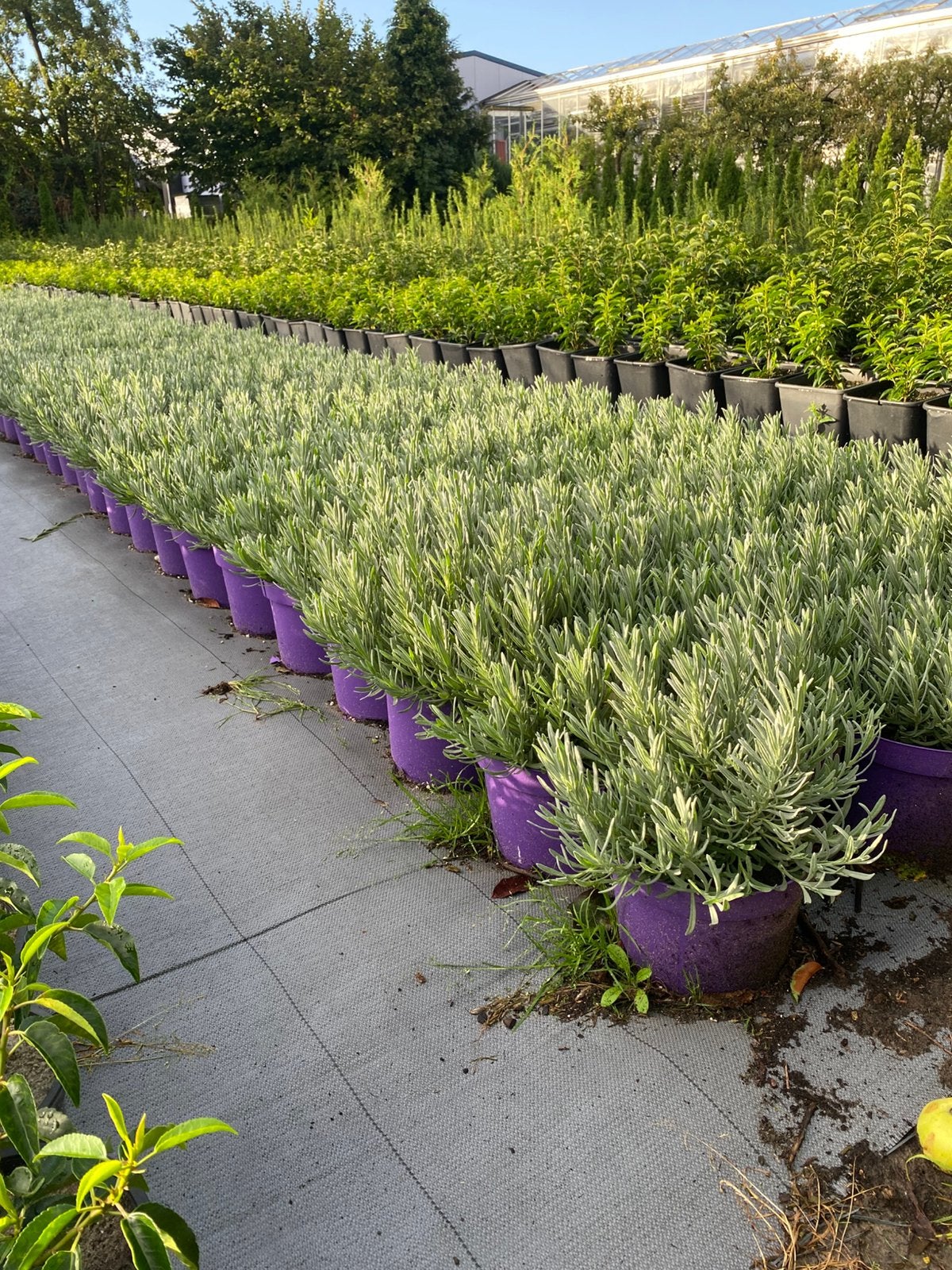Prachtige bossige lavendel edelweiss wit in30cmpot va €2,50, Tuin en Terras, Ophalen, Overige soorten, Volle zon