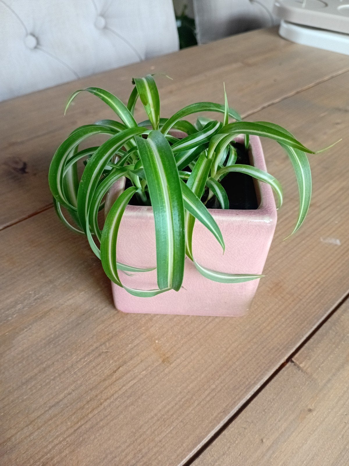 Gezonde Krul Graslelie - Chlorophytum Comosum 'Bonnie', Overige soorten, Minder dan 100 cm, Bloeiende kamerplant, Halfschaduw