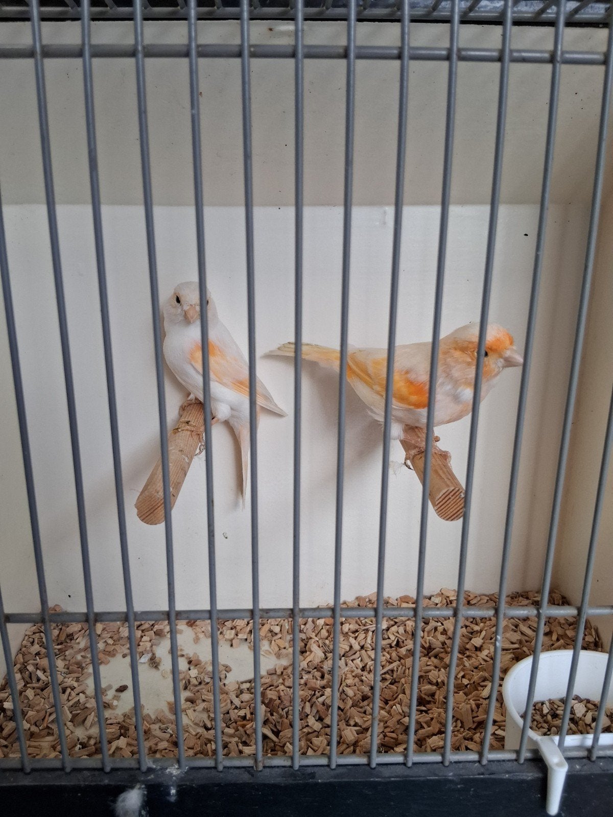 mooi koppel rood mozaiek kanaries, Meerdere dieren, Kleurkanarie