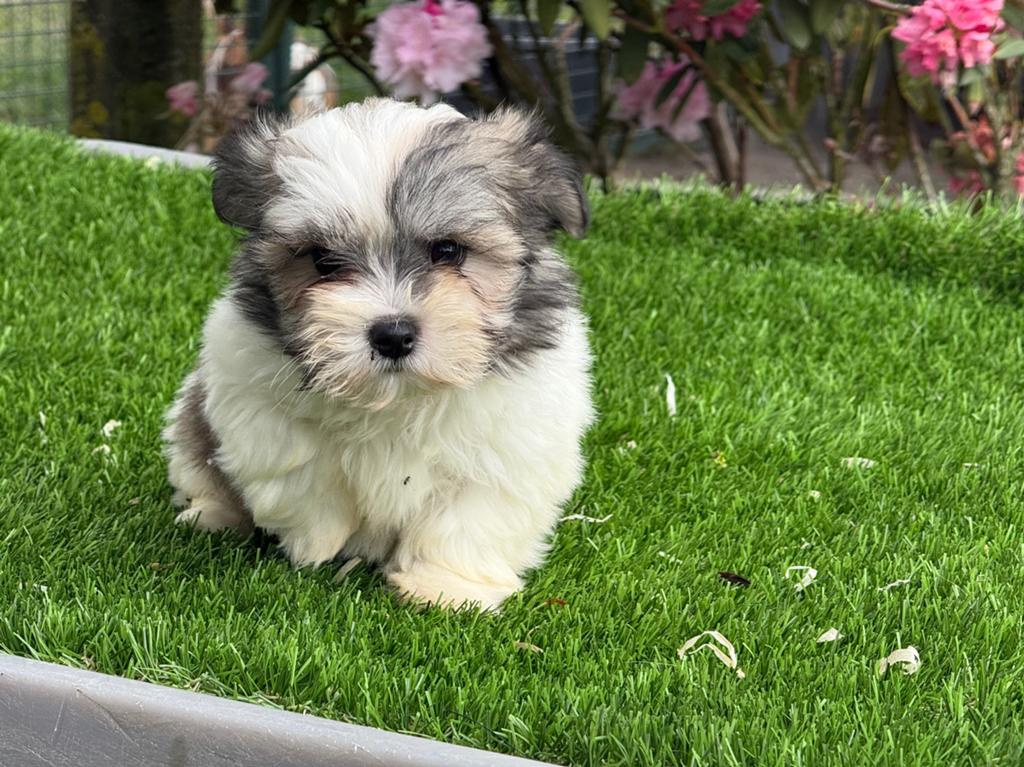 Te koop mooie boomer pups, Dieren en Toebehoren, Honden | Chihuahua's en Gezelschapshonden, Parvo, Nederland, Overige rassen, 8 tot 15 weken