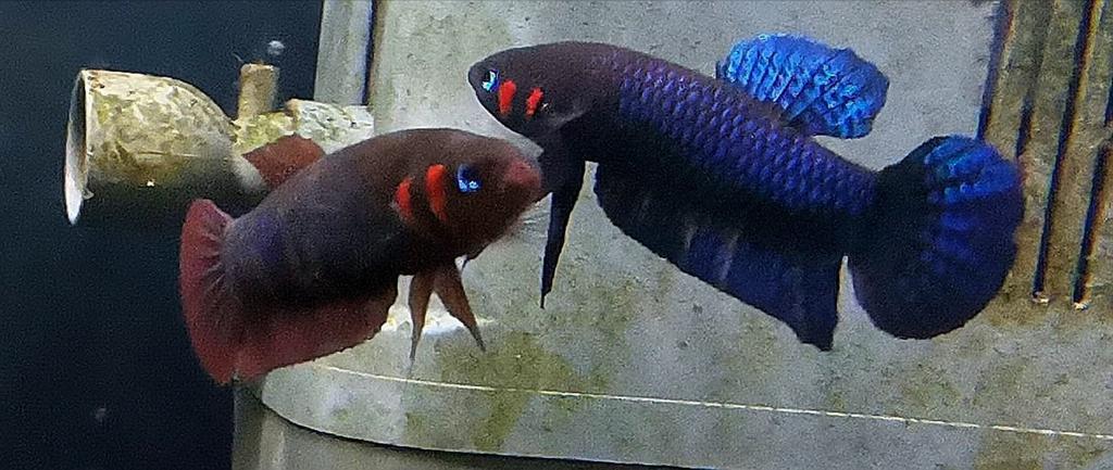 Prachtige Betta hendra (F1) 35 euro per paar, Vis