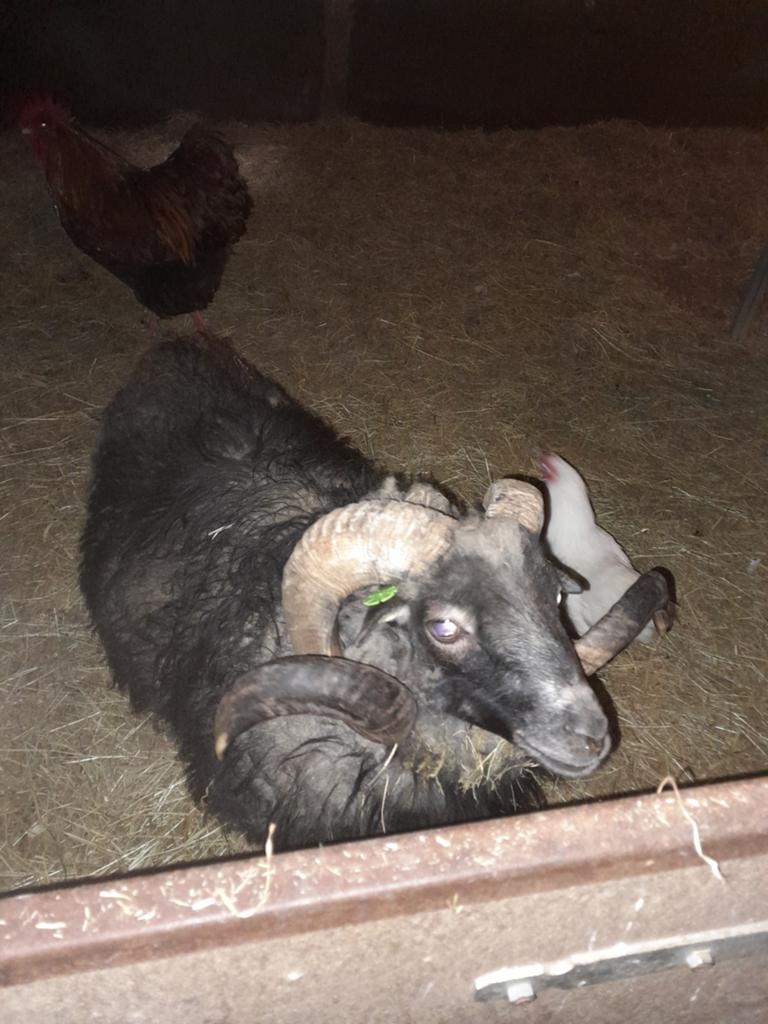 Tamme Ouessant ram, Dieren en Toebehoren, Mannelijk, Schaap, 3 tot 5 jaar