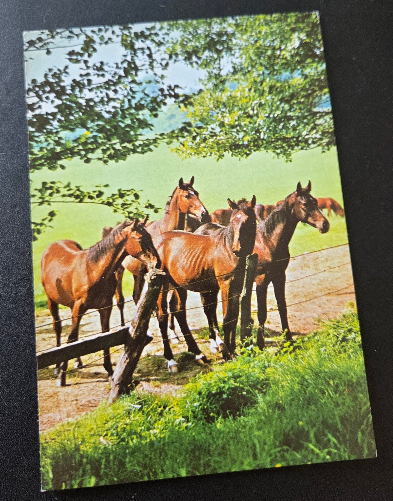 Paarden in de wei, Verzenden, 1980 tot heden, Gelopen, Paard