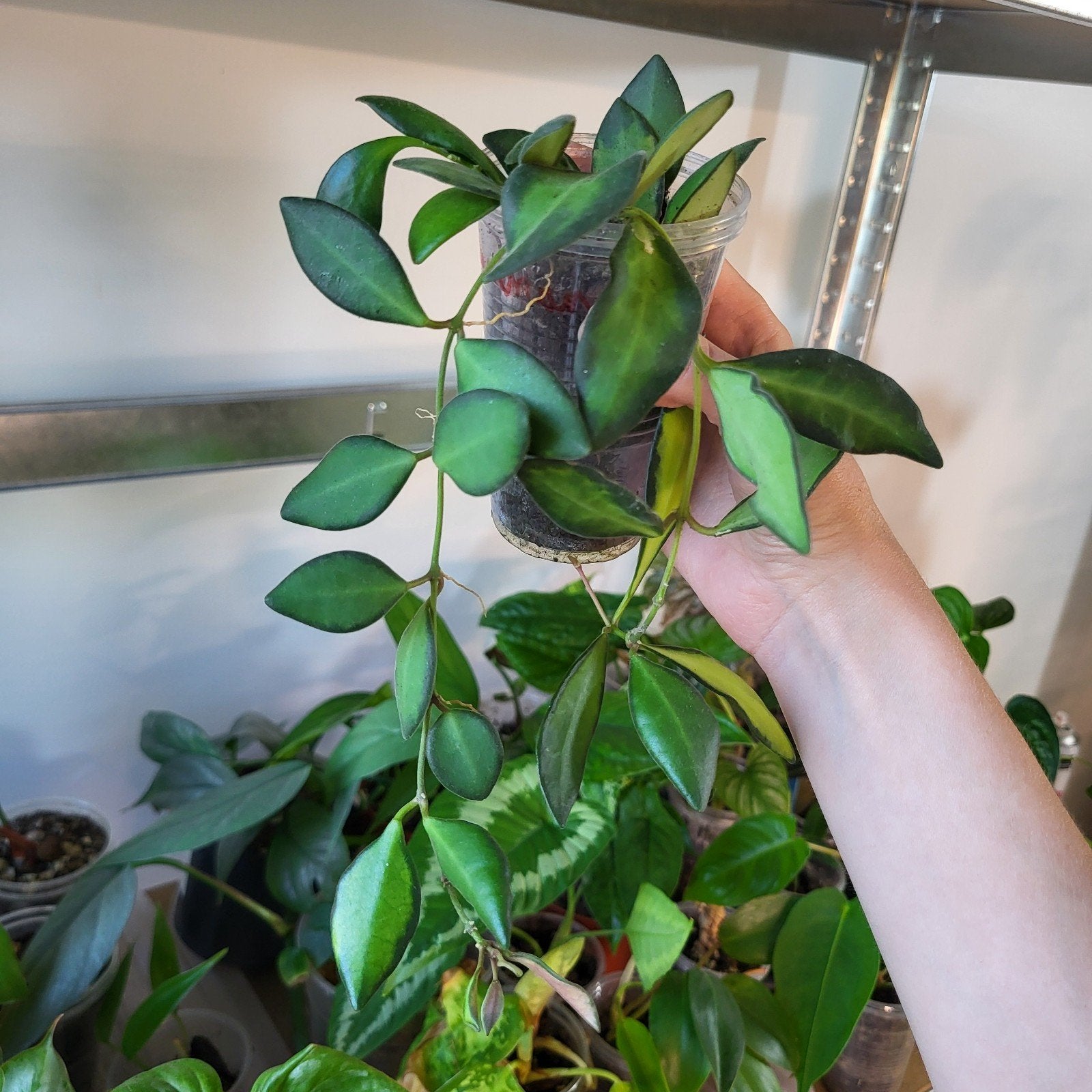 Hoya burtoniae, Huis en Inrichting, Kamerplanten, Ophalen of Verzenden, Halfschaduw, Minder dan 100 cm