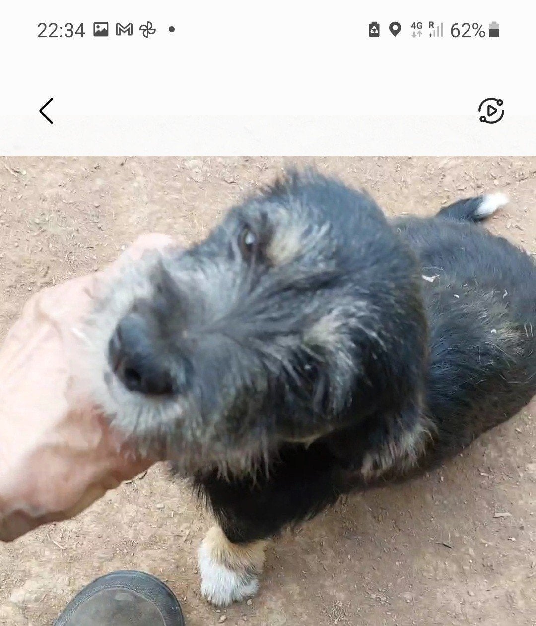 2 klein blijvende hondjes zijn ter adoptie!, Dieren en Toebehoren, 15 weken tot 1 jaar, Handelaar, Buitenland, Teef