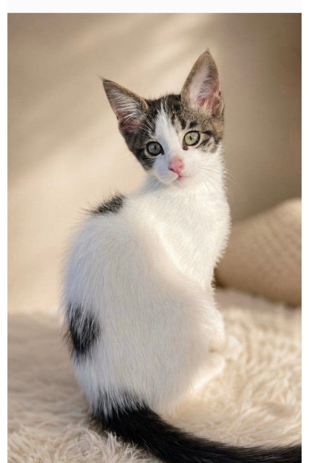 Maine Coon X kitten, poesje mag verhuizen, Poes, Gechipt
