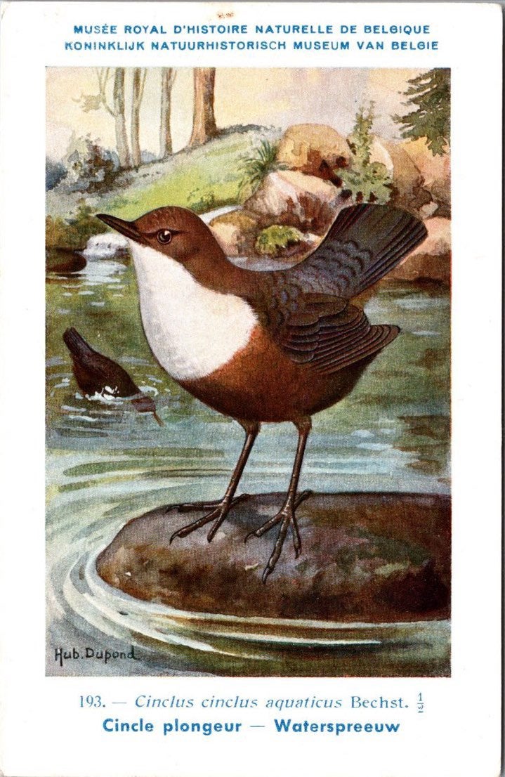 Waterspreeuw / White-throated dipper – Nº 193 – (IRSNB), Verzenden, 1940 tot 1960, Ongelopen, Vogel