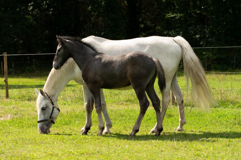 Connemara hengstveulen, prestatie gefokt, Dieren en Toebehoren, Met stamboom, Niet van toepassing, Springpony, 0 tot 2 jaar
