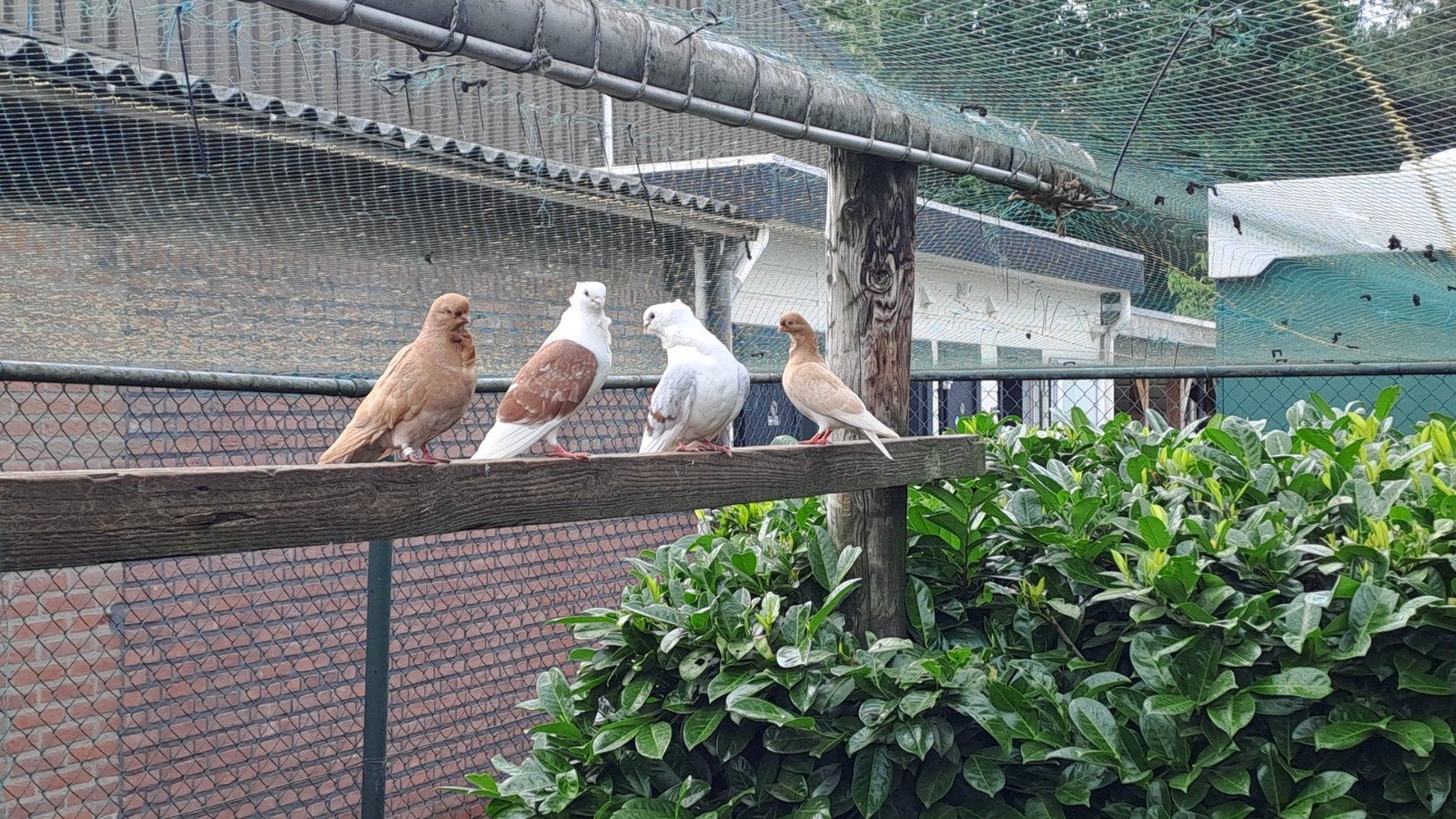 Sierduiven verschillende soorten, Dieren en Toebehoren, Meerdere dieren, Kleurkanarie