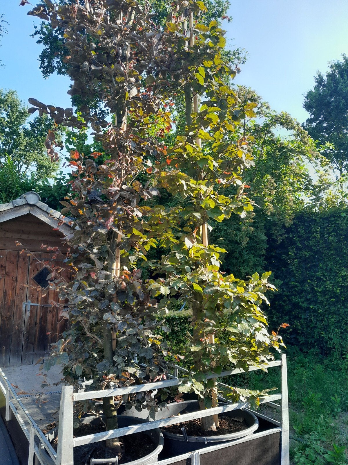 rode beuk, Bloeit niet, Halfschaduw, 250 tot 400 cm, Overige soorten