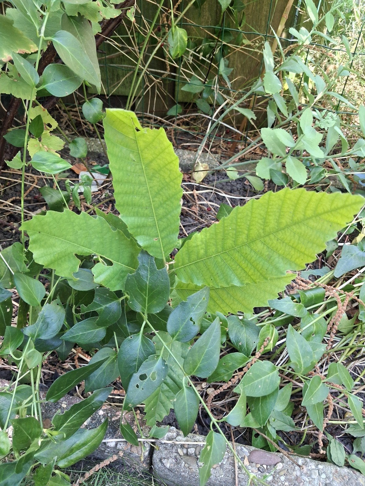 Jonge Kastanjeboom - Ideaal voor uw tuin, Overige soorten, Lente, Minder dan 100 cm, Ophalen