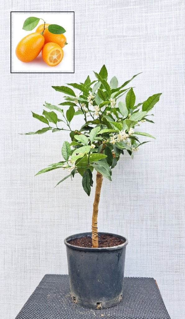 1 Kumquat- Citrus Japonica- Bloeiend, Ophalen, Minder dan 100 cm, Overige soorten, Volle zon