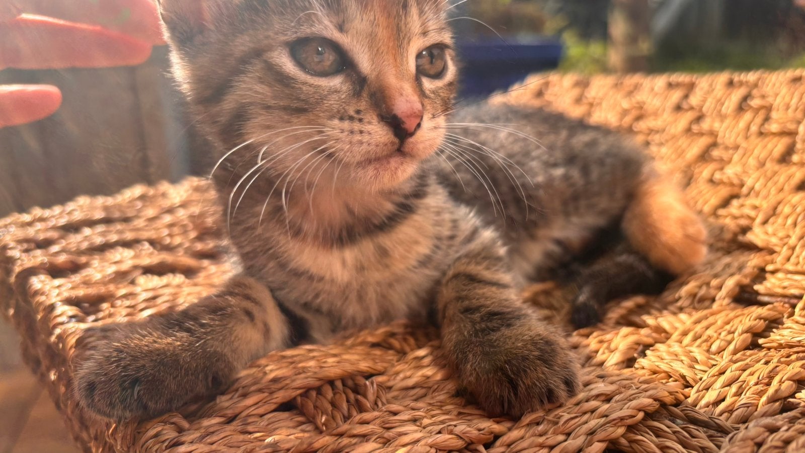 2 prachtige kittens tijger katers met siamees vacht, Kater